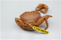 藏品(光手酋婦蟹)的圖片